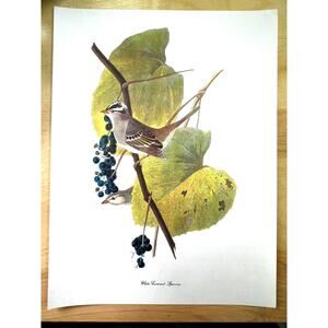 Audubon Birds of America White Crowned Sparrow Original Print Vtg 1950 Peterson2